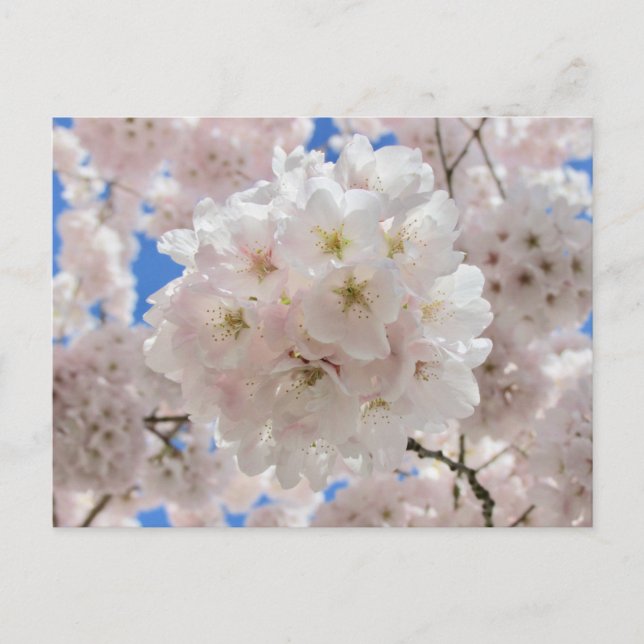 Rosa Blommar Bollar. Vykort (Framsida)