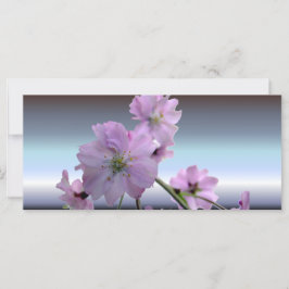 Rosa Blommar Cherry Blommars