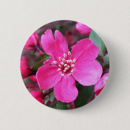 Rosa Blommar Crabapple Knapp