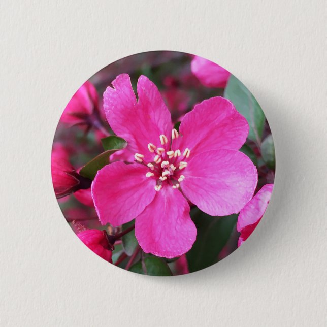 Rosa Blommar Crabapple Knapp (Framsida)