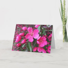 Rosa Blommar Crabapple Kort