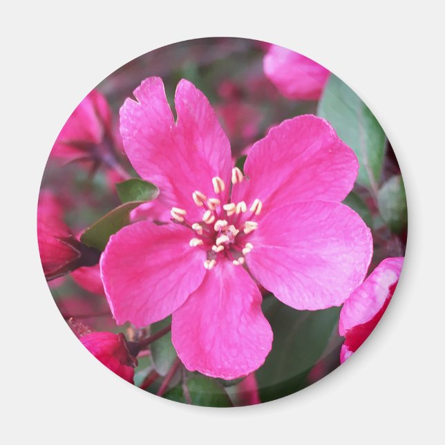Rosa Blommar Crabapple Magnet (Framsidan)