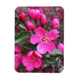 Rosa Blommar Crabapple Magnet