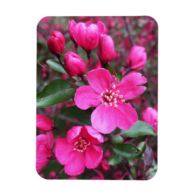 Rosa Blommar Crabapple Magnet (Vertikal)