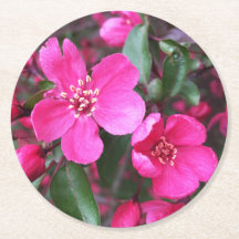 Rosa Blommar Crabapple