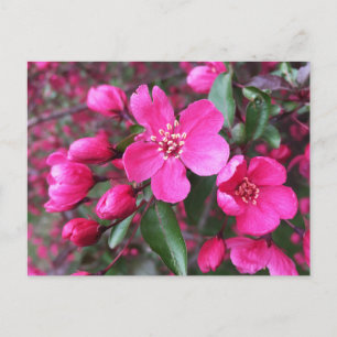 Rosa Blommar Crabapple Vykort