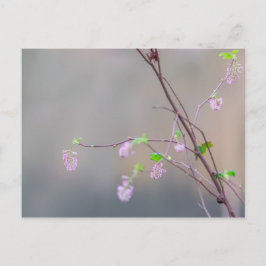 Rosa Blommar Currant Vykort