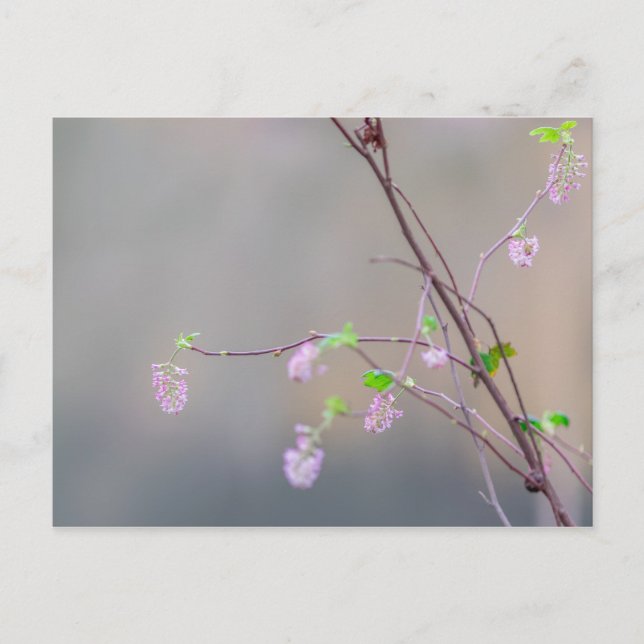 Rosa Blommar Currant Vykort (Framsida)