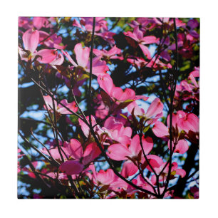 Rosa blommar dogwood träd fotokeramisk plattor kakelplatta