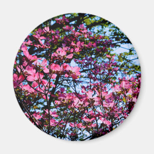 Rosa blommar Dogwood träd Magnet