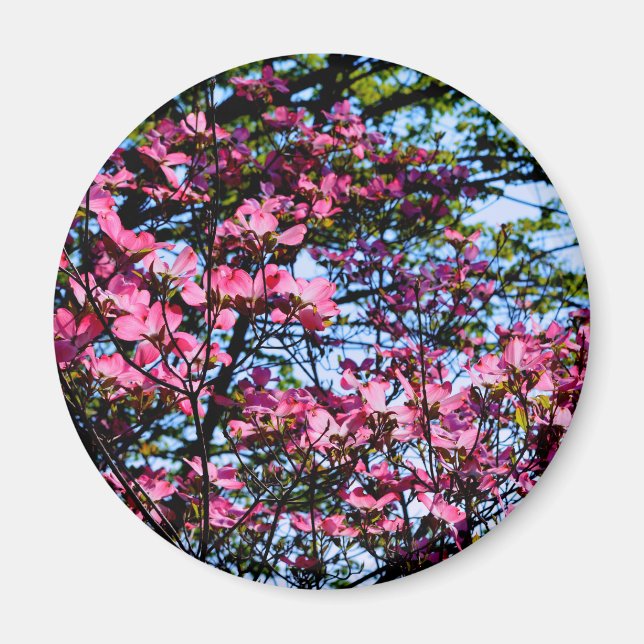 Rosa blommar Dogwood träd Magnet (Framsidan)