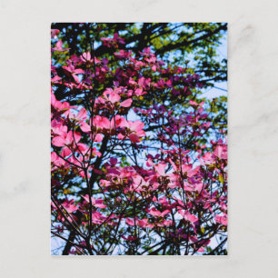 Rosa blommar Dogwood träd Vykort