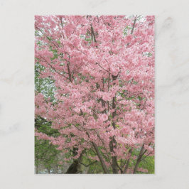 Rosa Blommar Dogwood Vykort