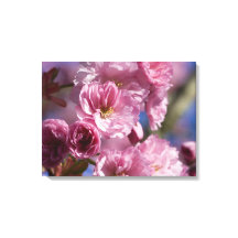Rosa Blommar Japanska Cherry Blommars Wall Art