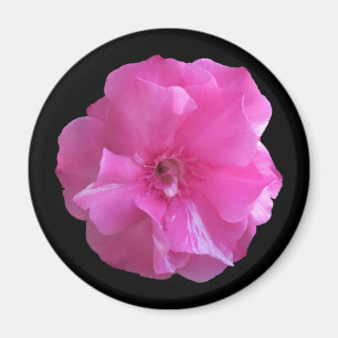 Rosa Blommar Magnet