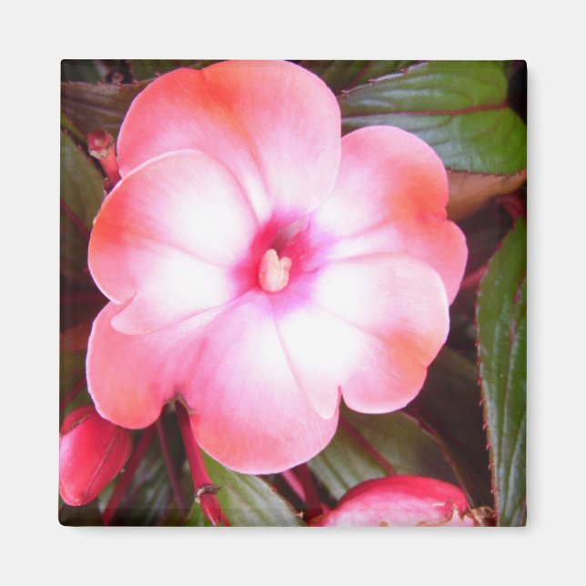 Rosa Blommar Magnet (Framsidan)
