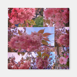 Rosa blommar magnet