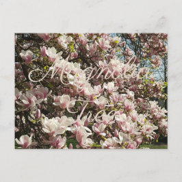 Rosa Blommar Magnolia Träd Floral Photography Vykort