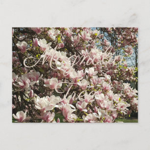 Rosa Blommar Magnolia Träd Floral Photography Vykort