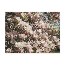 Rosa Blommar Magnolia Träd Floral Photography