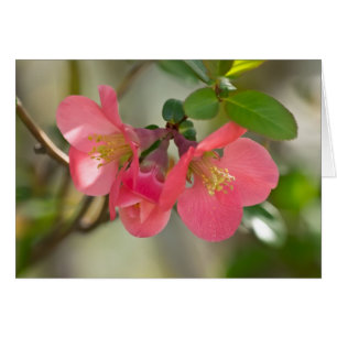 Rosa Blommar Quince Glow Hälsningskort