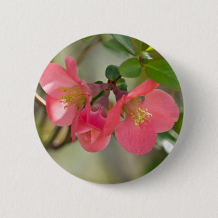 Rosa Blommar Quince Glow Knapp