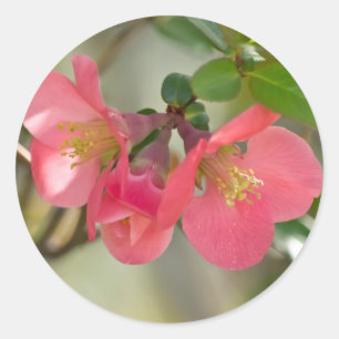 Rosa Blommar Quince Glow Runt Klistermärke
