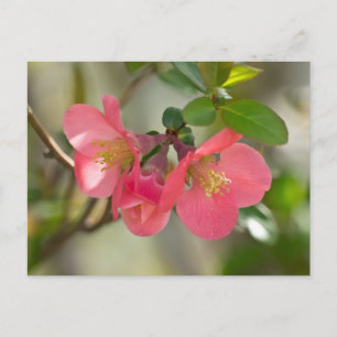 Rosa Blommar Quince Glow Vykort