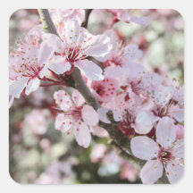 Rosa Blommar Red Stems.