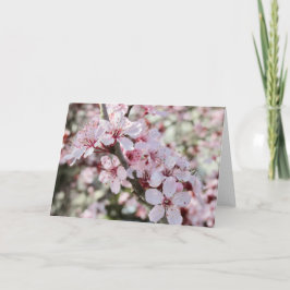 Rosa Blommar Red Stems. Kort