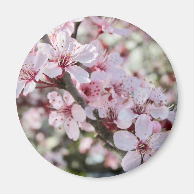 Rosa Blommar Red Stems. Magnet (Framsidan)