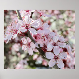 Rosa Blommar Red Stems. Poster