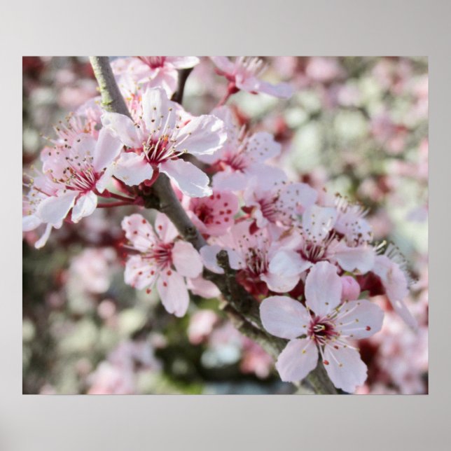 Rosa Blommar Red Stems. Poster (Framsidan)