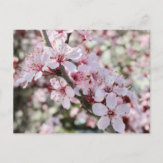 Rosa Blommar Red Stems. Vykort (Framsida)