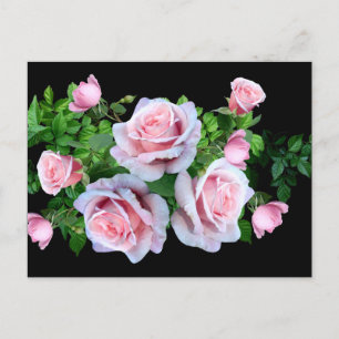 Rosa Blommar Ro Vykort