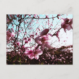 Rosa Blommar Shower vycard Vykort