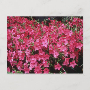 Rosa Blommar Tobacco (Nicotiana Alata)-blommor Vykort