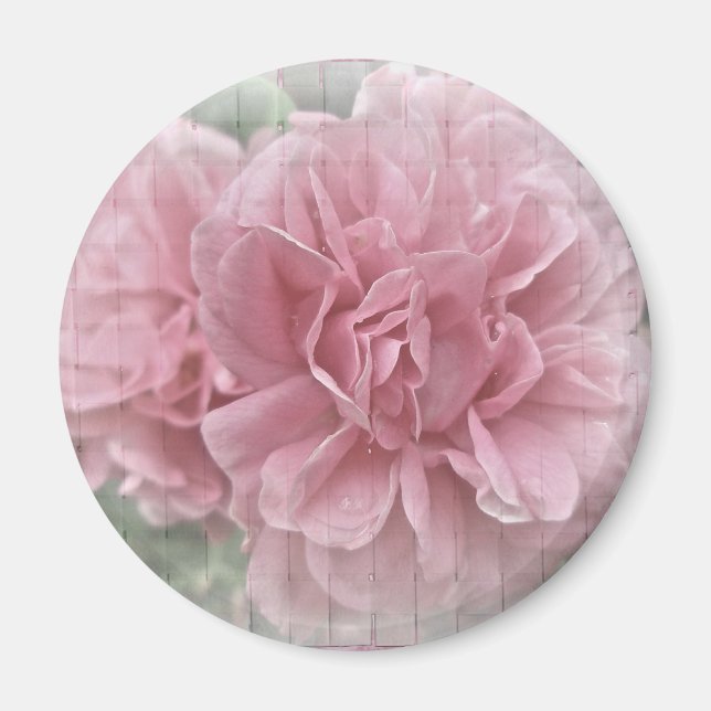 Rosa Blommar vid Ro Magnet (Framsidan)