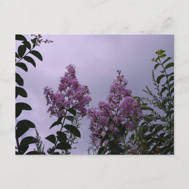 Rosa Blommar Vykort (Framsida)