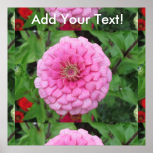 Rosa Blommar Zinnia Poster