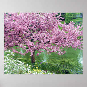 Rosa blommarträd över vatten poster