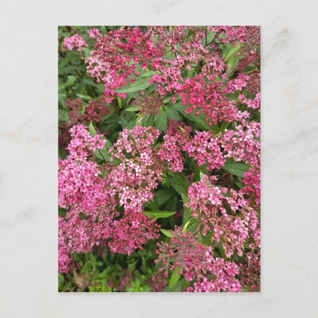Rosa Blommig Natur Postkort Vykort (Framsida)
