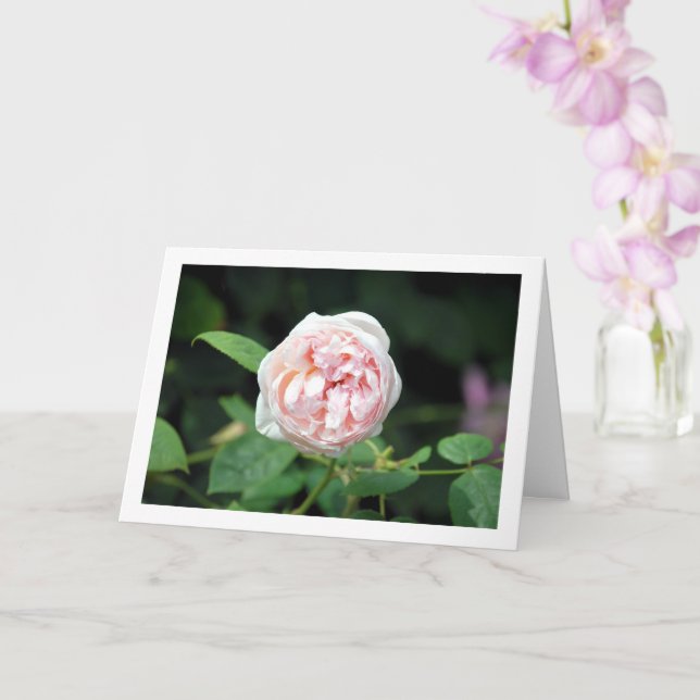 Rosa blommig ros kort (Orkide)