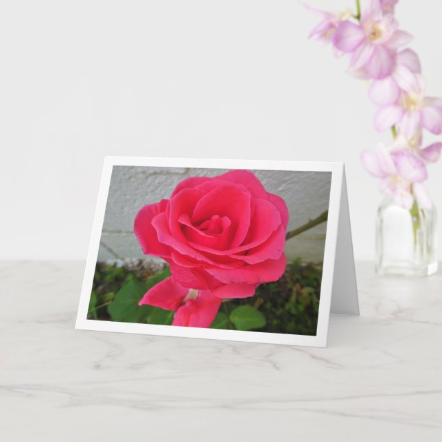 Rosa blommig ros kort (Orkide)