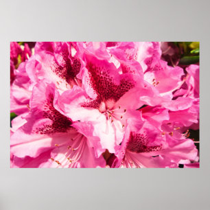 Rosa Blommigt Bliss - Personlig Poster