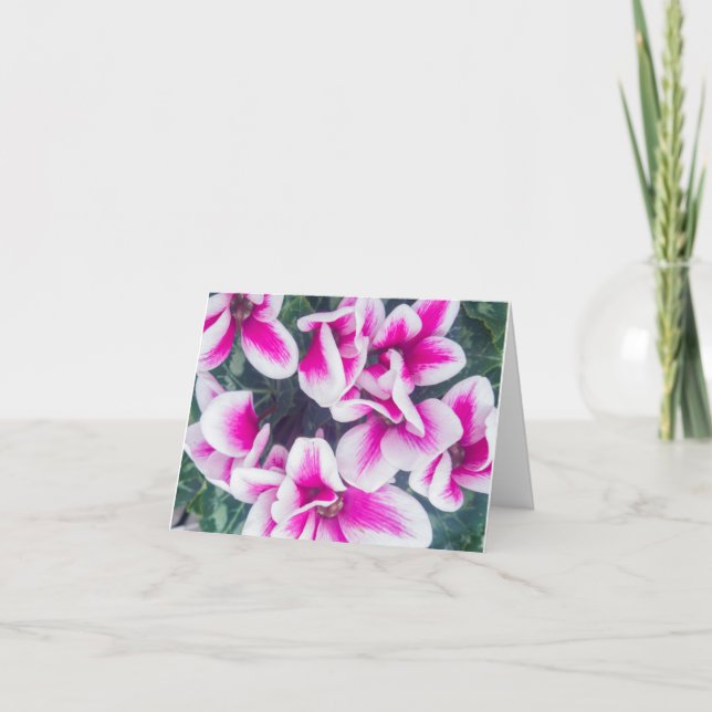 Rosa Blommigt Cyclamen Photography Notecard Kort (Framsida)