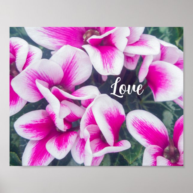 Rosa Blommigt Cyclamen Photography Poster (Framsidan)