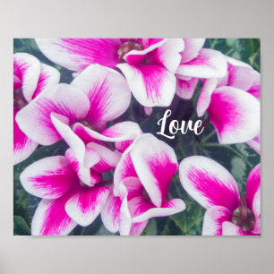 Rosa Blommigt Cyclamen Photography Poster