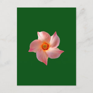 Rosa blommigt konst vykort