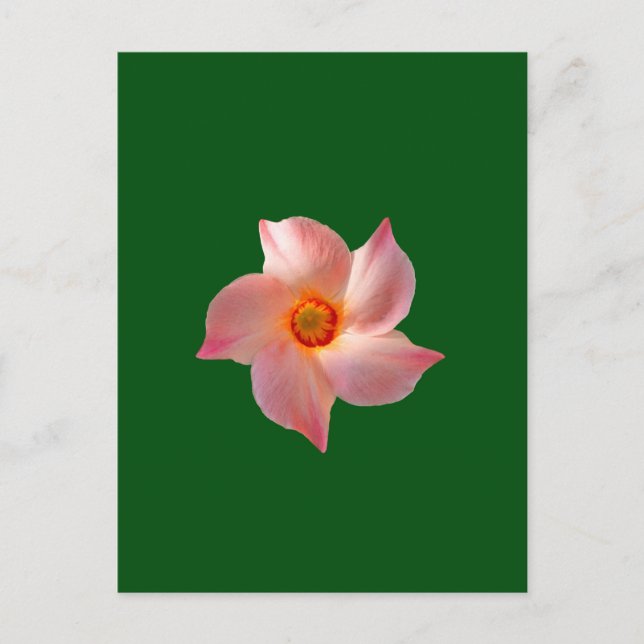 Rosa blommigt konst vykort (Framsida)